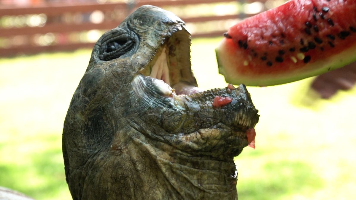 Želvy z pražské zoo si užívají melounové hody. Jako když dáte dítěti bonbon, říká chovatelka
